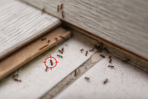 Best Pest Removal Services  in Pigeon Forge, TN