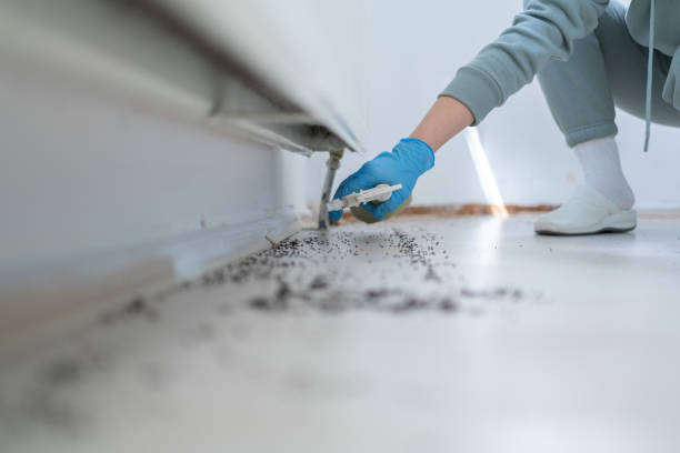 Best Local Pest Control Services  in Pigeon Forge, TN